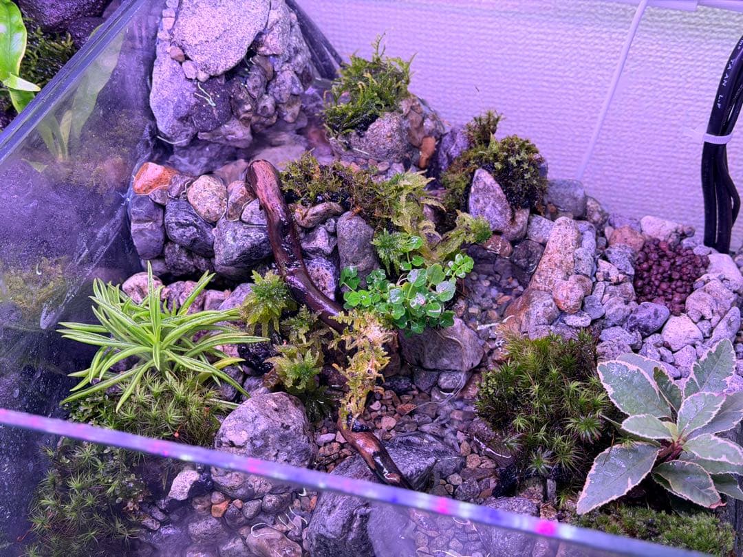 渓流アクアテラリウム 30cmキューブ