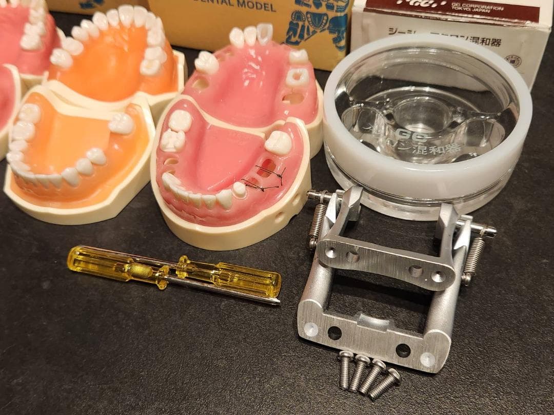 歯科 NISSIN 顎模型 セット 歯科医師 歯科衛生士