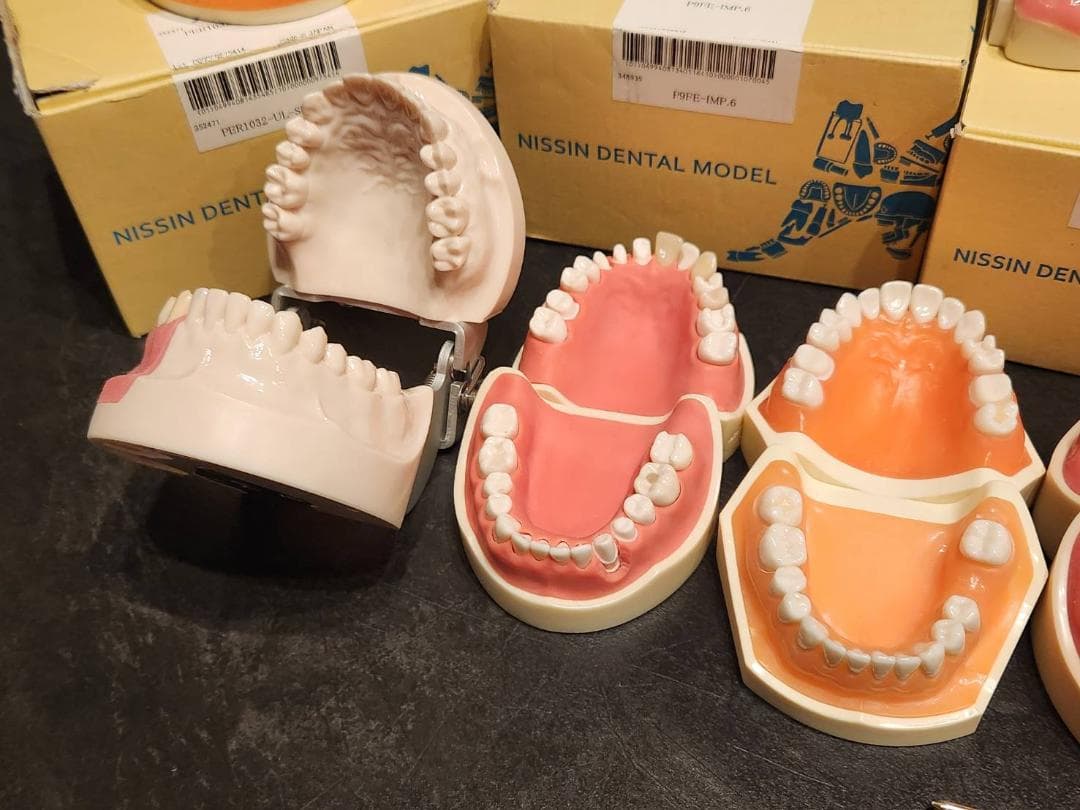 歯科 NISSIN 顎模型 セット 歯科医師 歯科衛生士