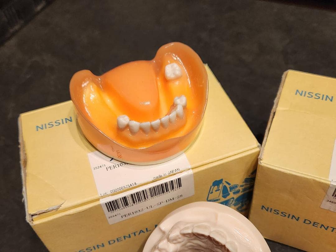 歯科 NISSIN 顎模型 セット 歯科医師 歯科衛生士