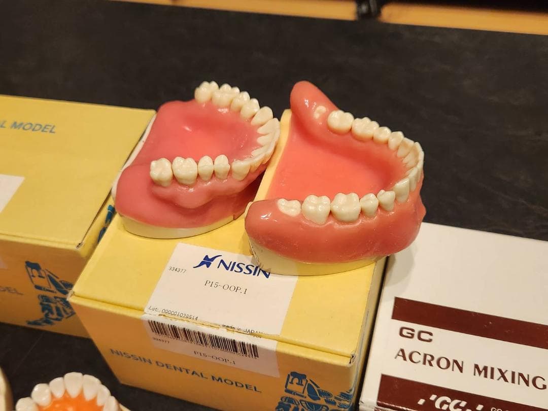 歯科 NISSIN 顎模型 セット 歯科医師 歯科衛生士