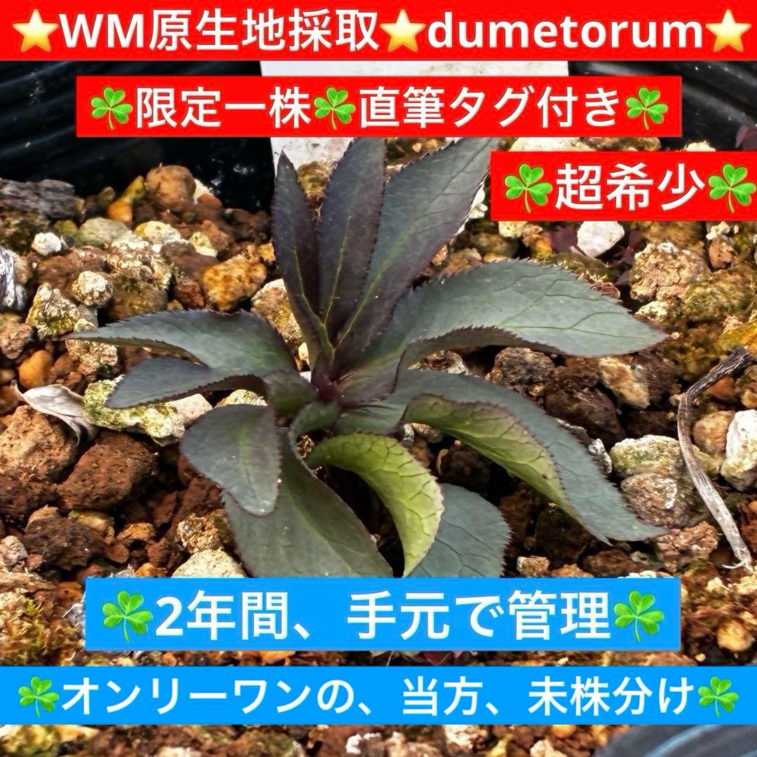 よ*ん様 3533☘️限定一株☘️直筆タグ付き☘️超希少☘️⭐️WM原生地採取⭐