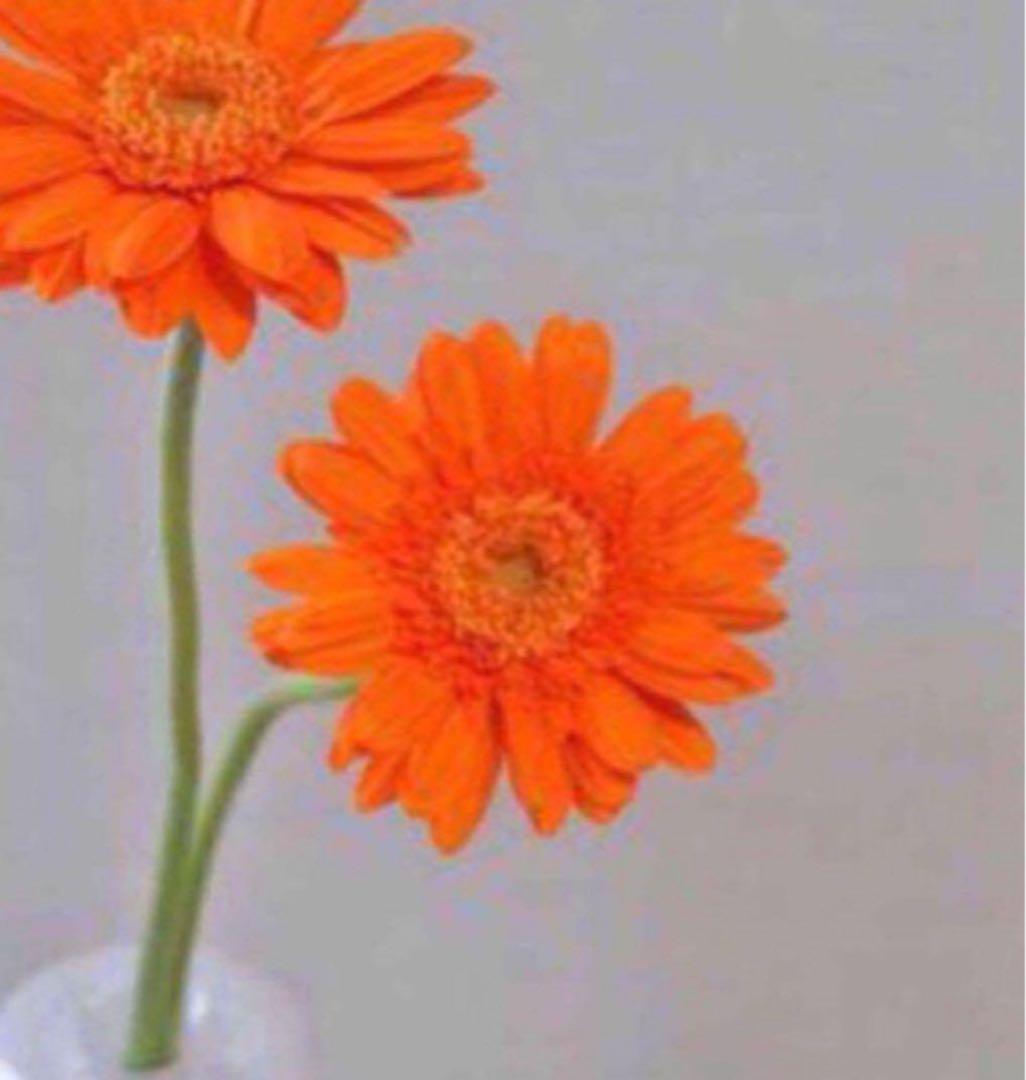 mignon〔みにょん〕 S 3本