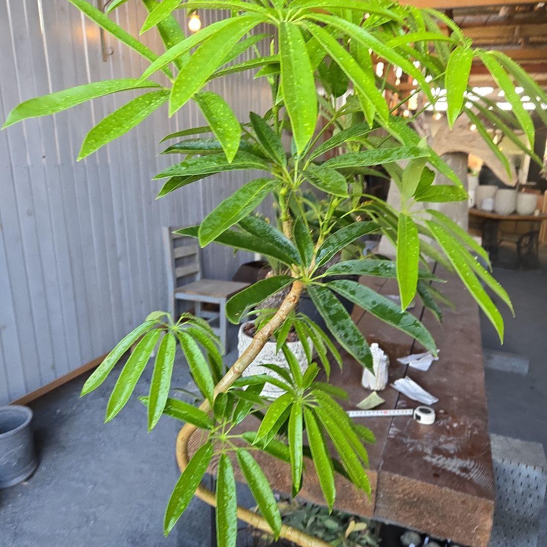 ⑯　シェフレラ　アンガスティフォリア　曲がり仕立て８号特大苗木最高等級極上品‼️