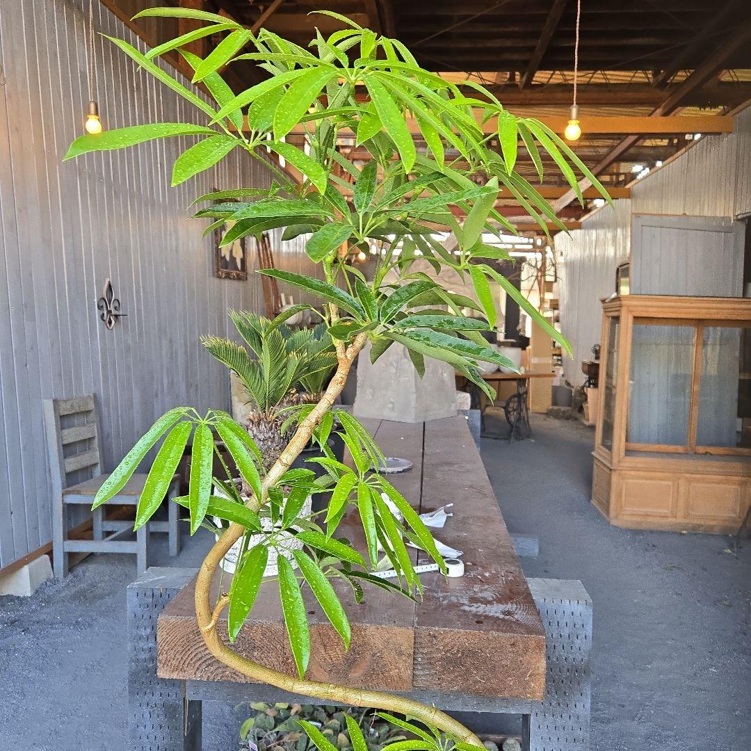 ⑯　シェフレラ　アンガスティフォリア　曲がり仕立て８号特大苗木最高等級極上品‼️