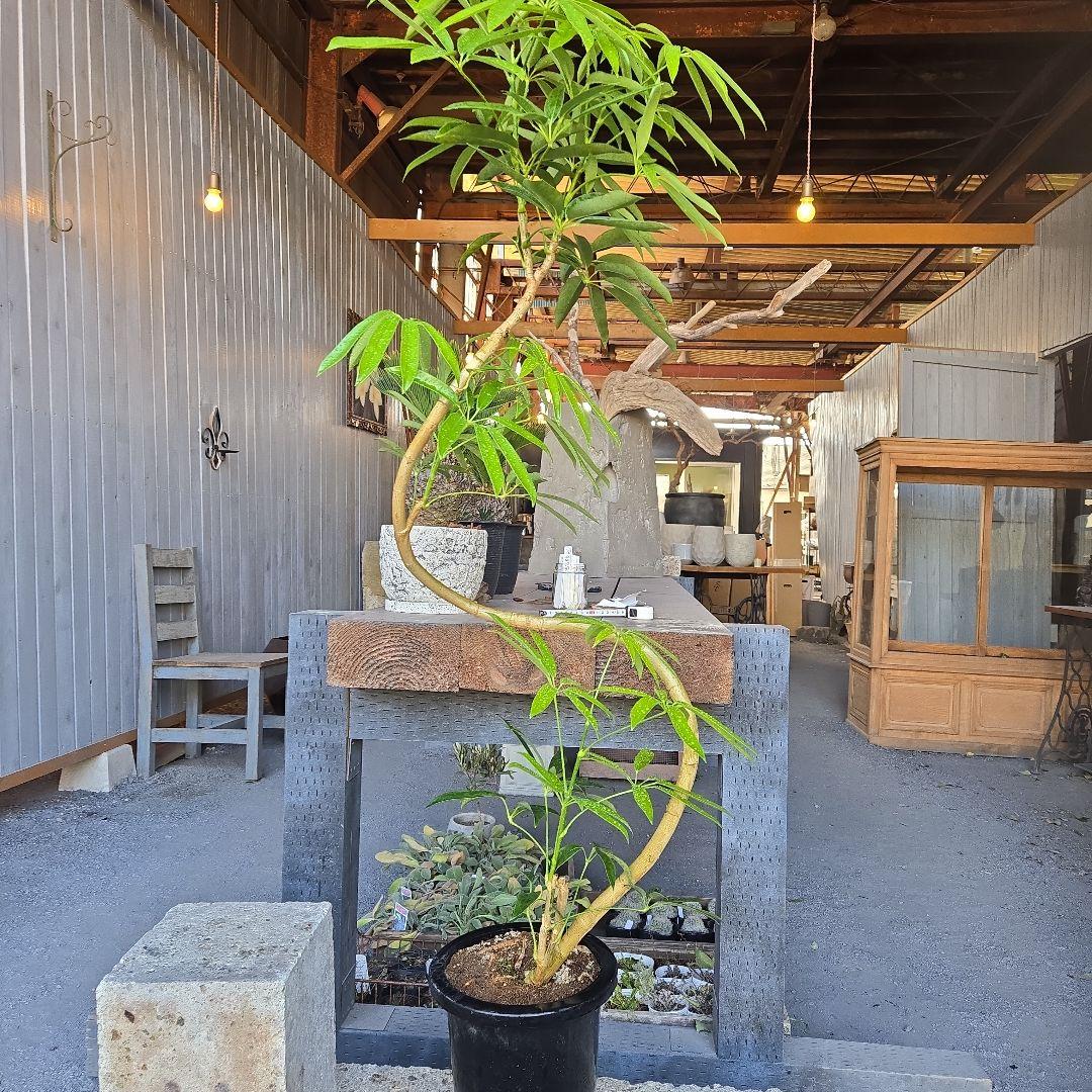 ⑯　シェフレラ　アンガスティフォリア　曲がり仕立て８号特大苗木最高等級極上品‼️