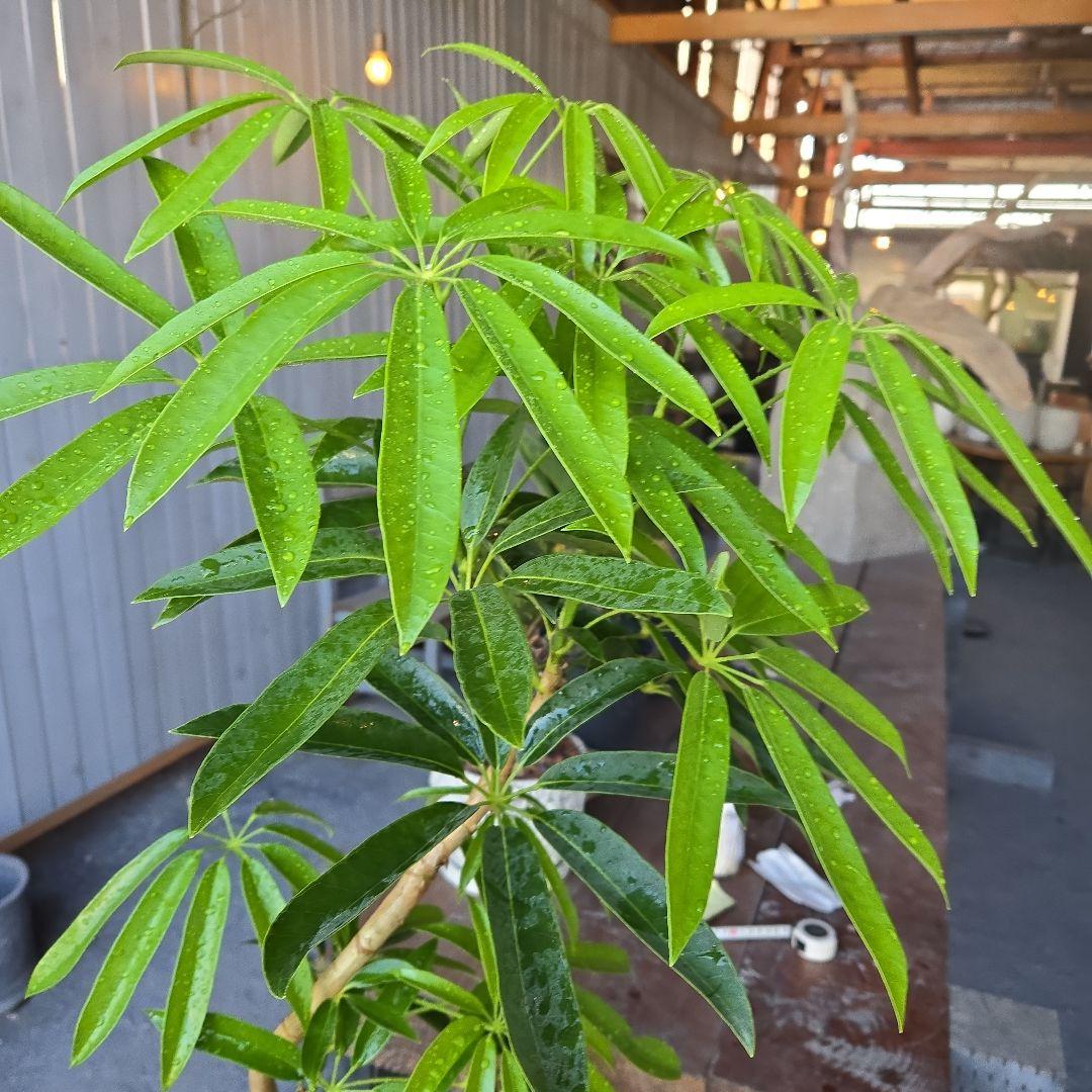 ⑯　シェフレラ　アンガスティフォリア　曲がり仕立て８号特大苗木最高等級極上品‼️