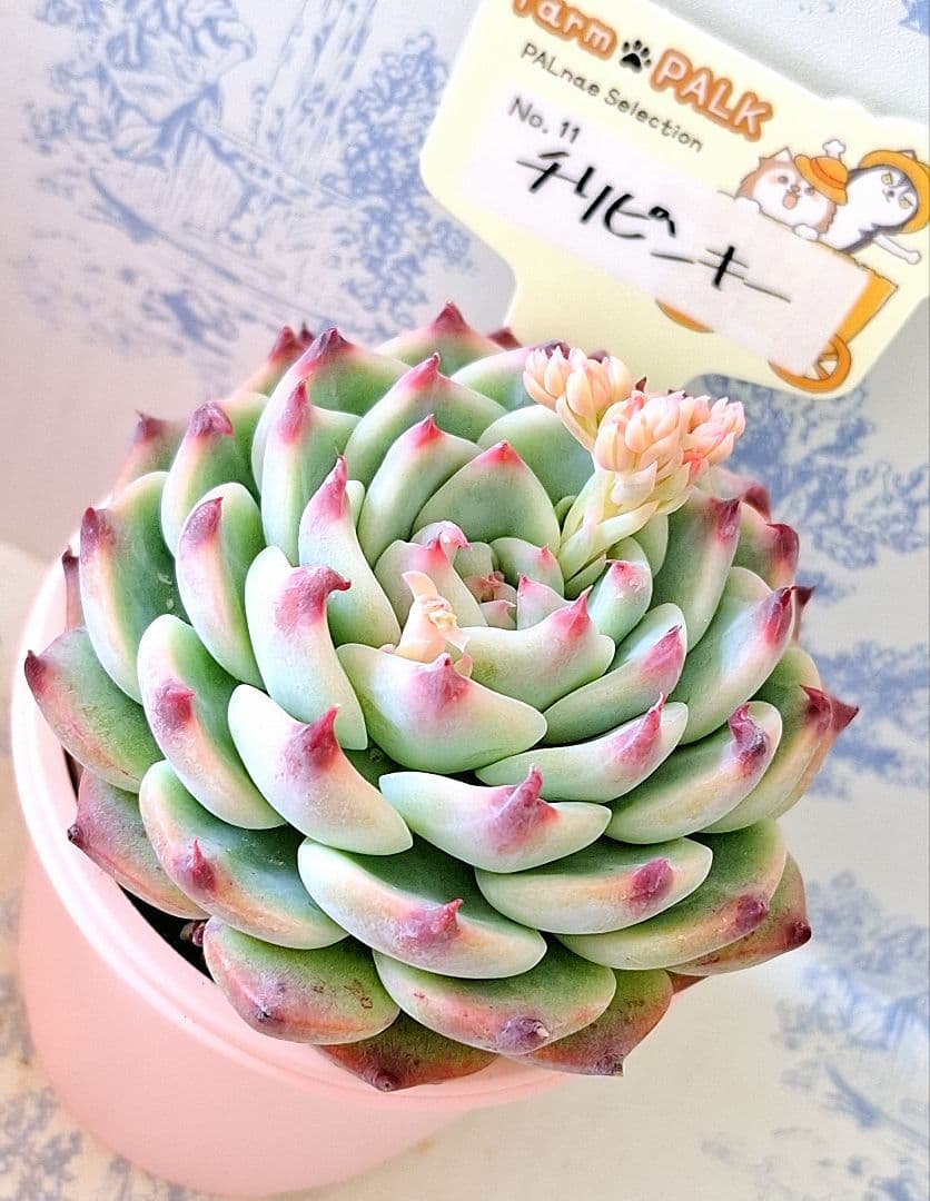 ✞ℳᎯℜÏ ℳᎯℜÏシフォン様 リクエスト 2点 まとめ商品