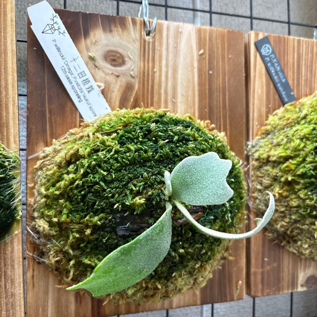 OMEGA×Nukul 12田植栽