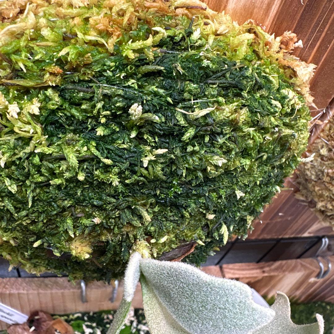 OMEGA×Nukul 12田植栽