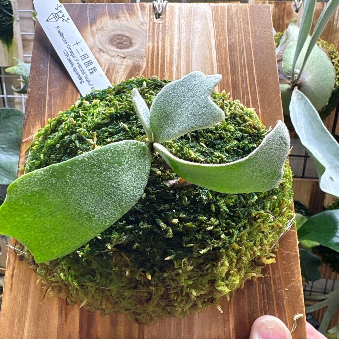 OMEGA×Nukul 12田植栽