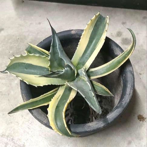 アガベ オバティフォリア オルカ（発根済み）