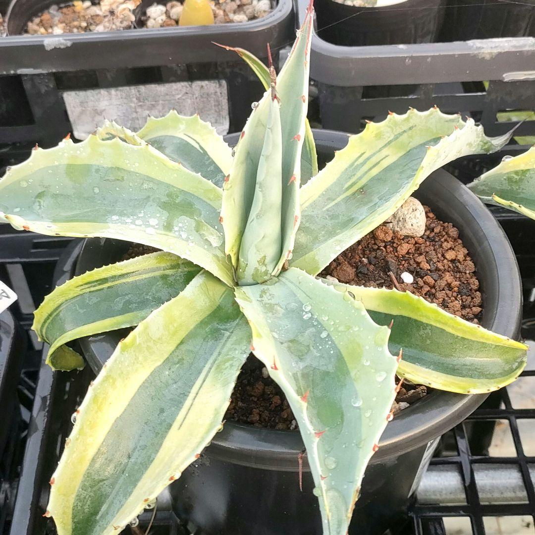 アガベ オバティフォリア オルカ（発根済み）