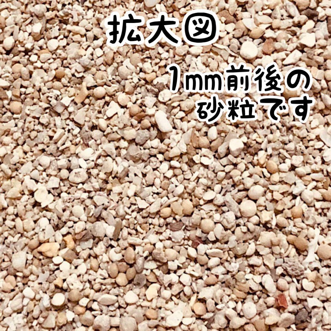 天然サンゴ砂 珊瑚砂 さんご砂 ろ材 海水水槽 ヤドカリ グッピー　20kg
