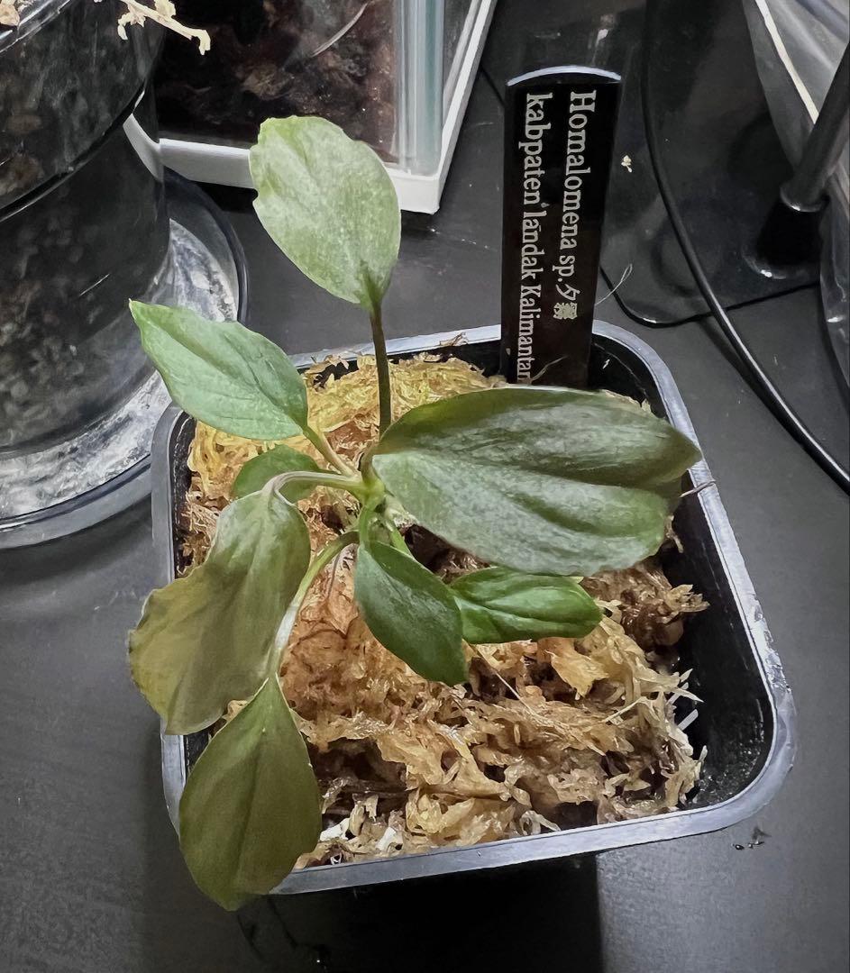 し*ん様 Homalomena sp. “夕霧” T-3810-2 ホマロメナ