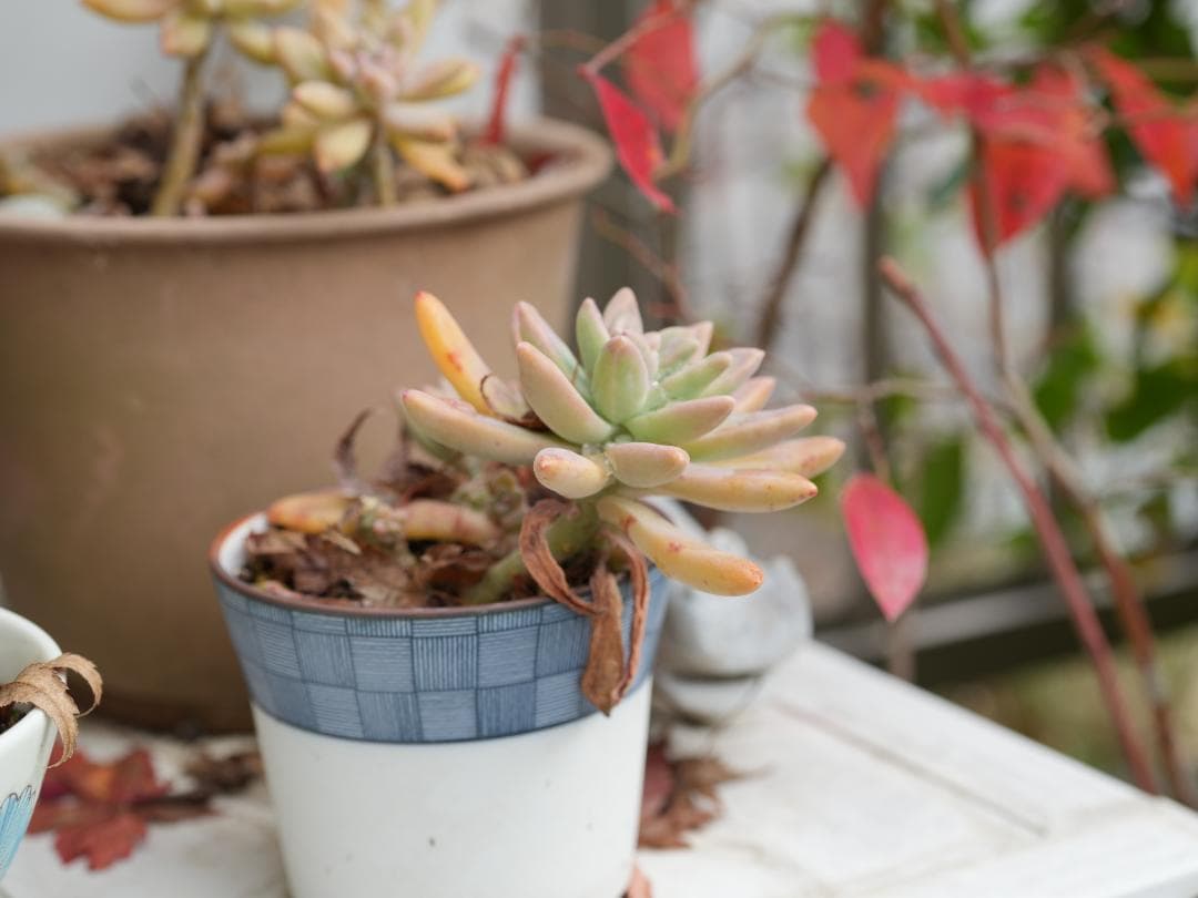 望遠&マクロ SONY FE70-200mm F4 MacroG OSS II