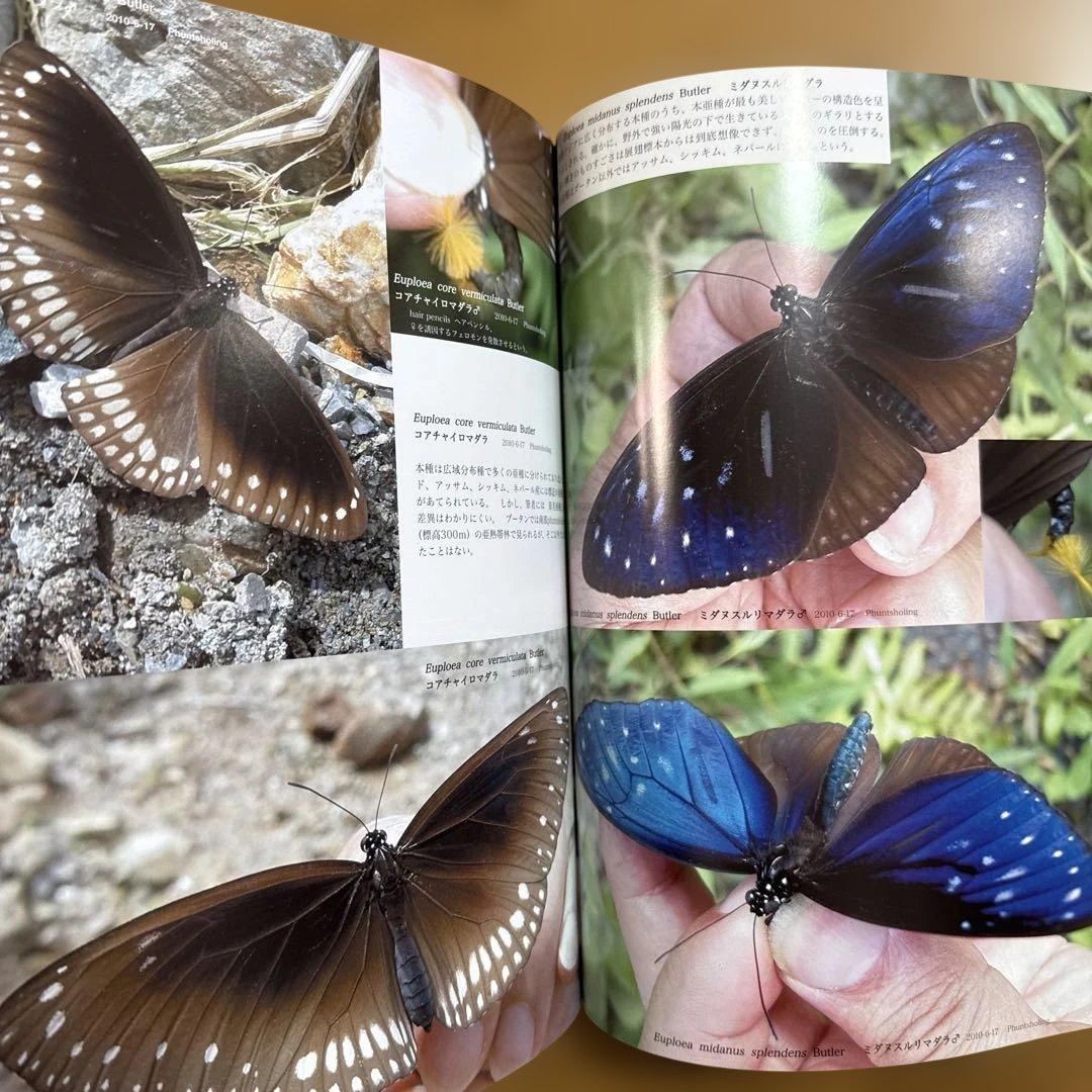 ブータンの蝶類 : Butterflies of Bhutan