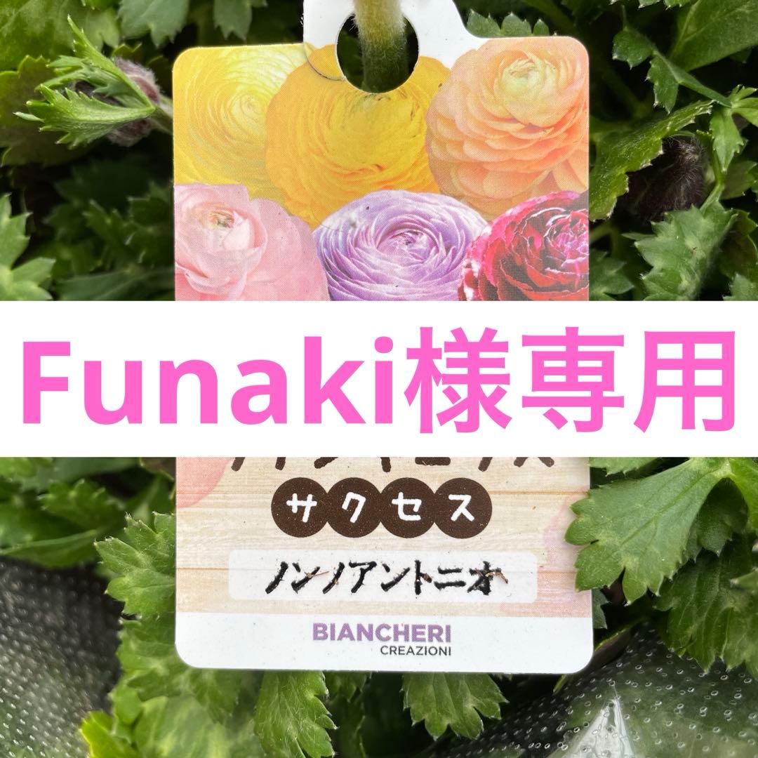 花 Funaki