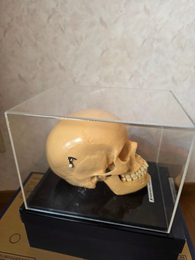 NISSIN DENTAL 頭 歯 模型 アンティーク ガイコツ