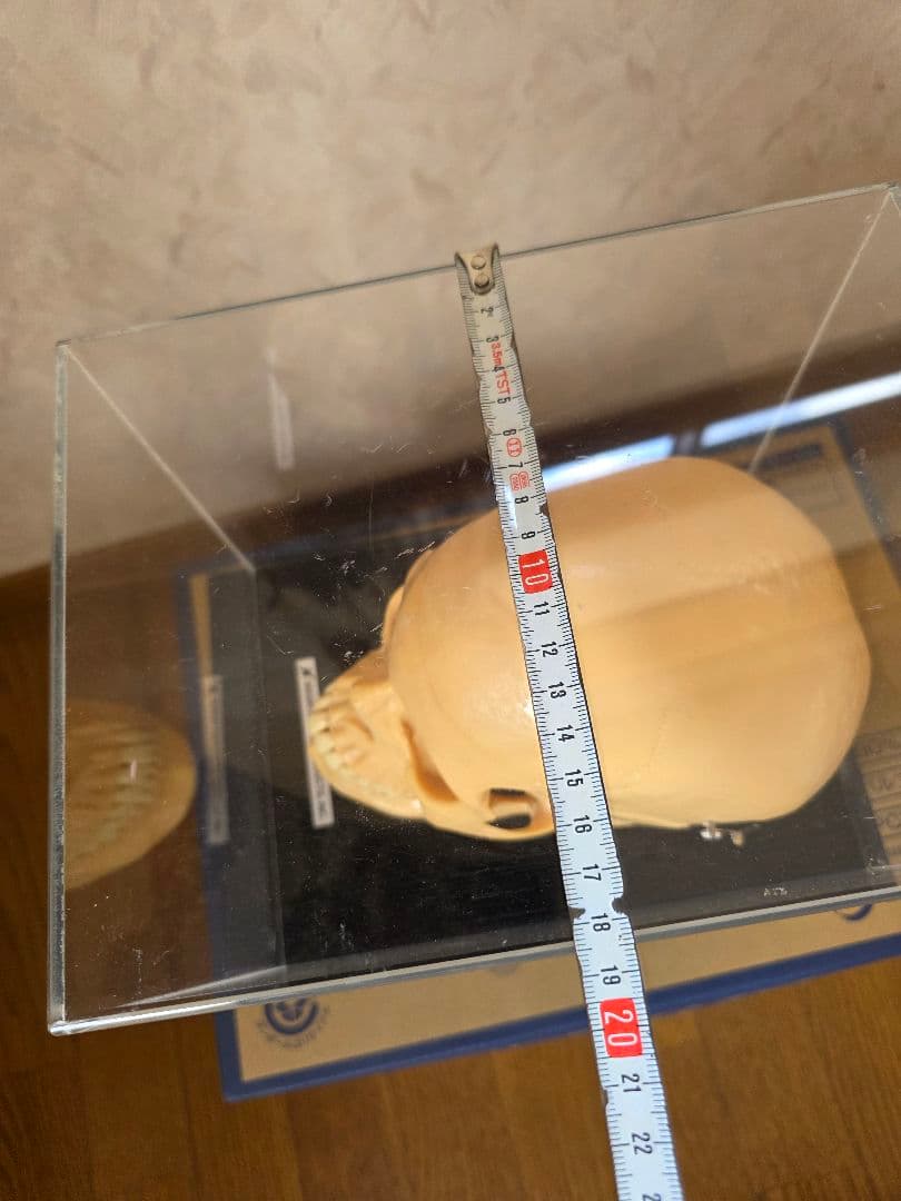 NISSIN DENTAL 頭 歯 模型 アンティーク ガイコツ