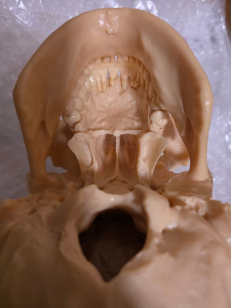 NISSIN DENTAL 頭 歯 模型 アンティーク ガイコツ