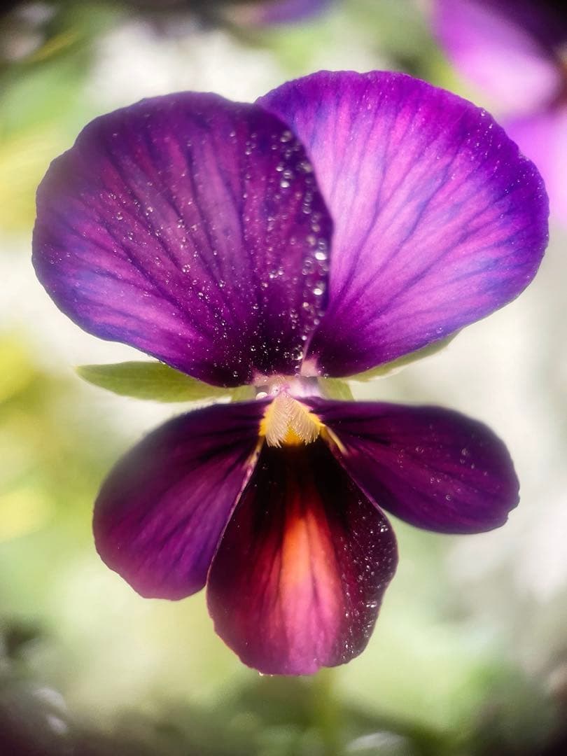 u*a様 人気♡パルプンテ♡極キレイパープル 2苗♡寄せ植え♡カゴ付き(幅３０セ