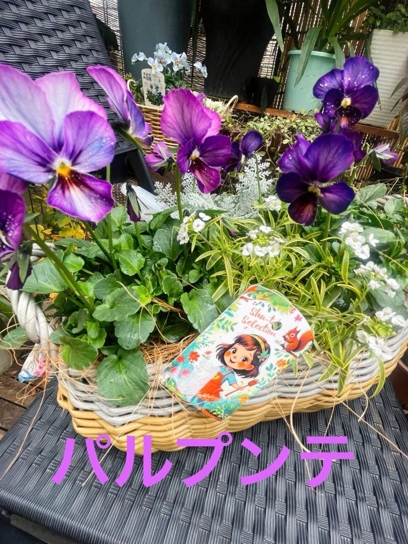 u*a様 人気♡パルプンテ♡極キレイパープル 2苗♡寄せ植え♡カゴ付き(幅３０セ