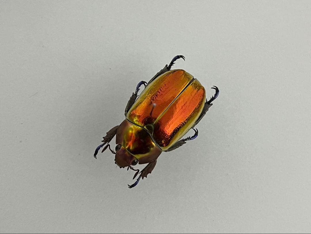 【超激レア個体！】 Chrysina aurigans 標本 プラチナコガネ