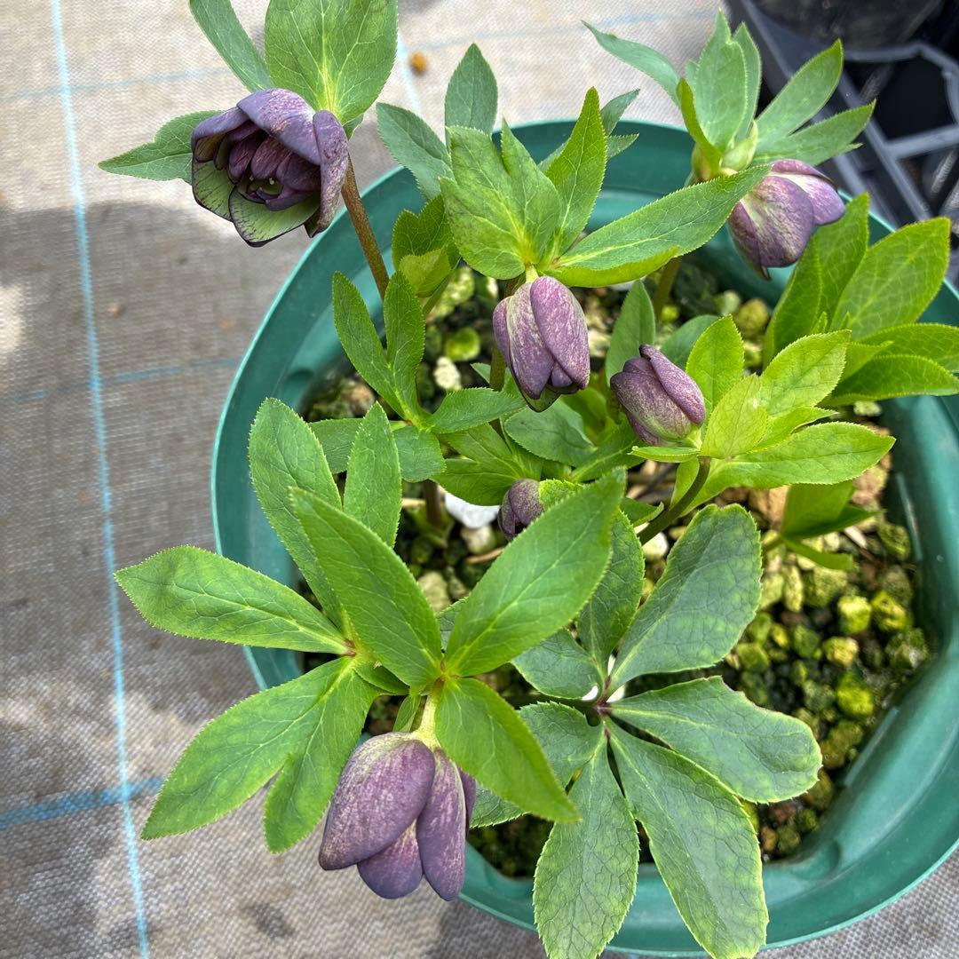 クリスマスローズ　小輪　トルカ交配　グレープバイカラー　７寸　開花途中