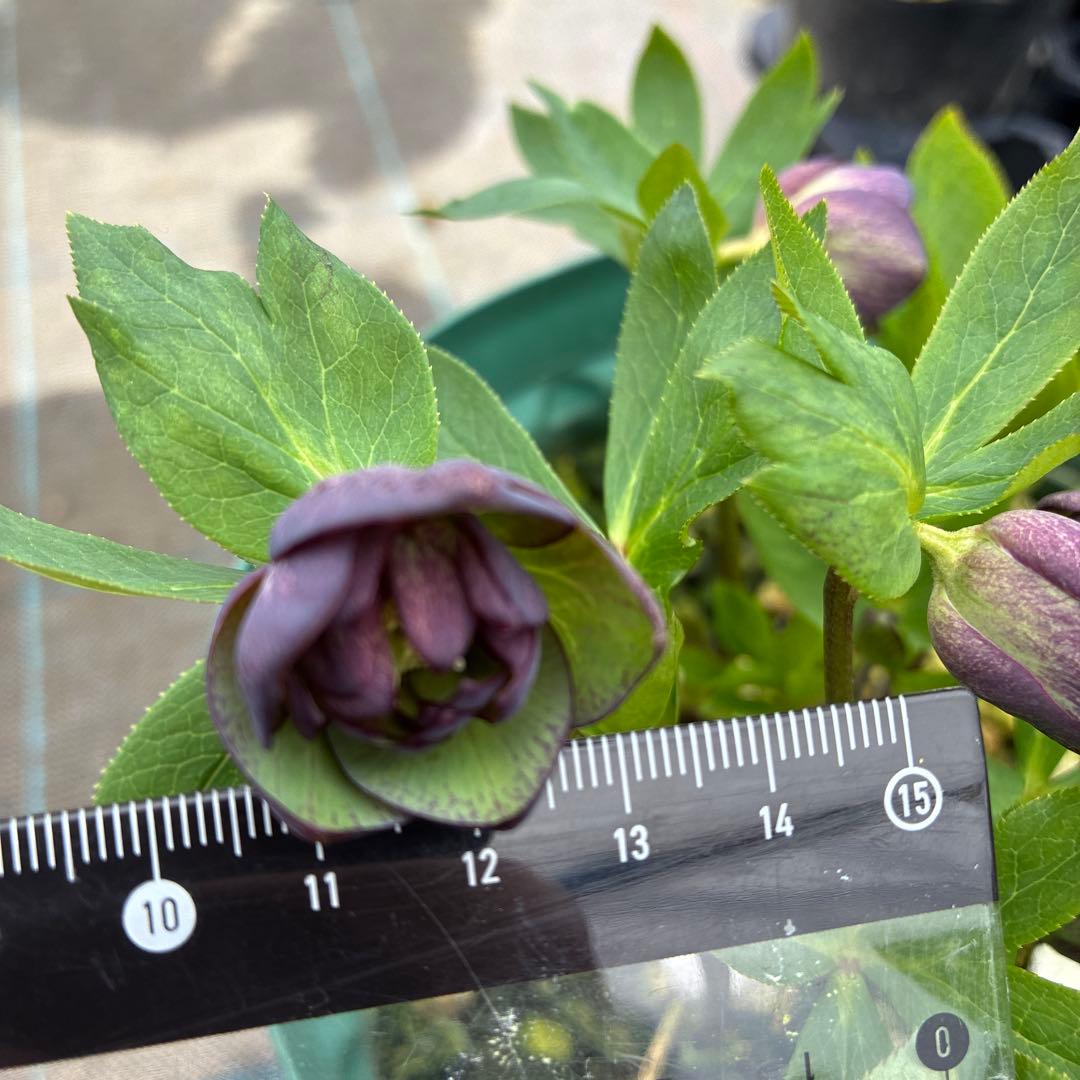 クリスマスローズ　小輪　トルカ交配　グレープバイカラー　７寸　開花途中