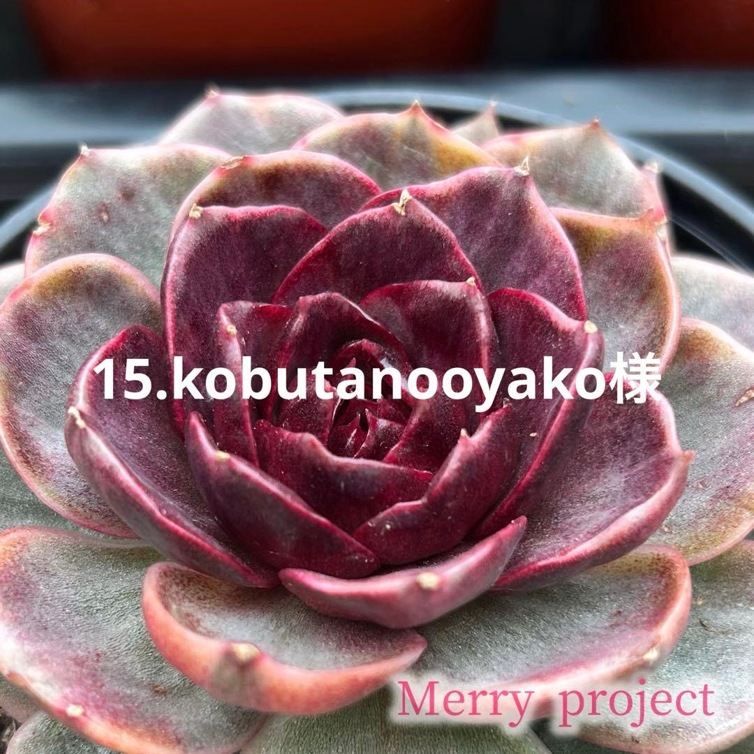 15.kobutanooyako様