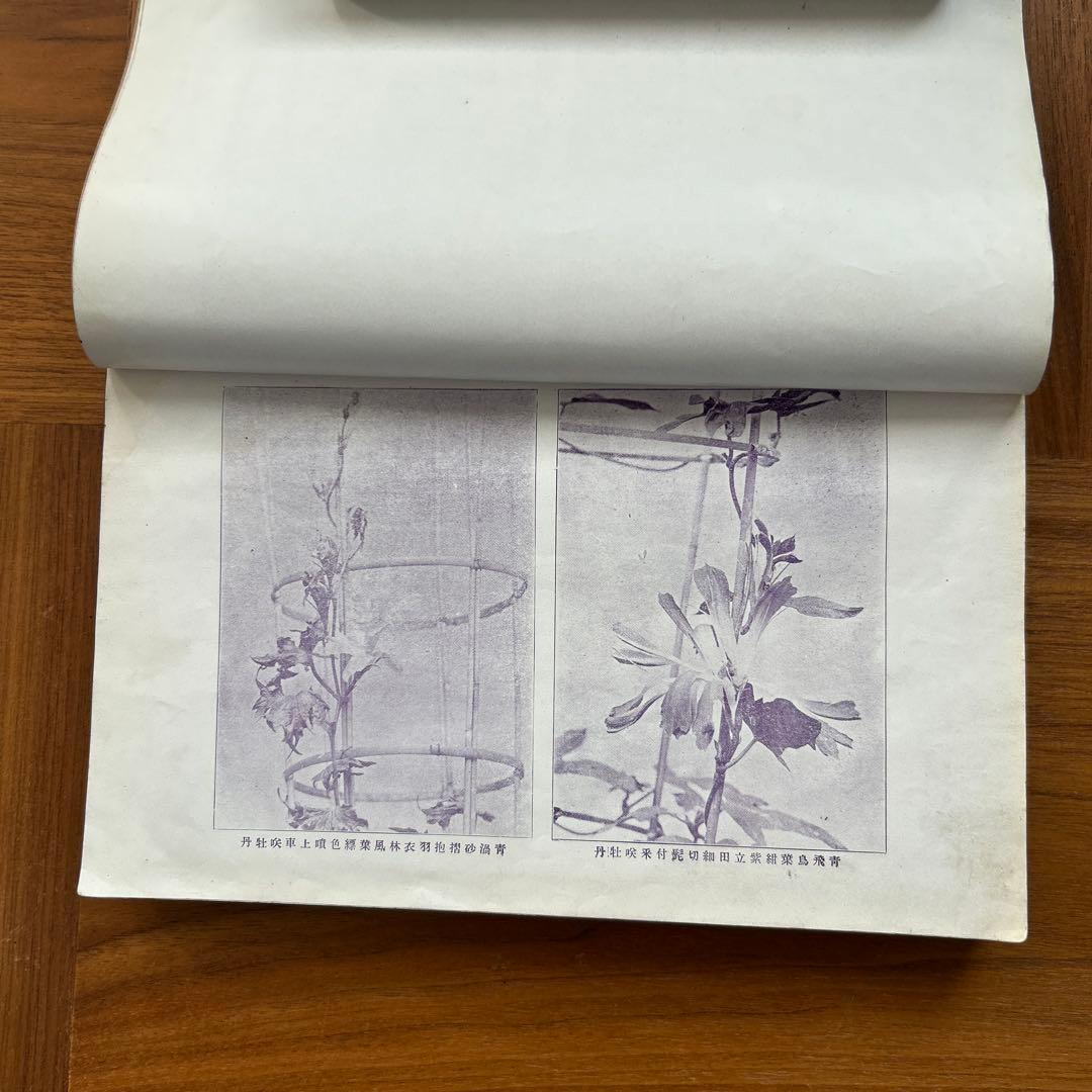 朝顔図説と培養法　変化朝顔