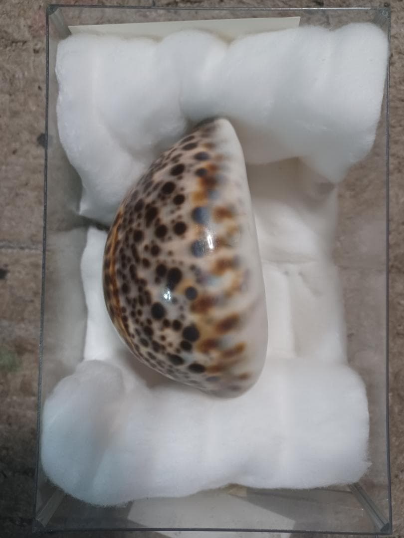 へっぽこ、ハワイホシダカラ