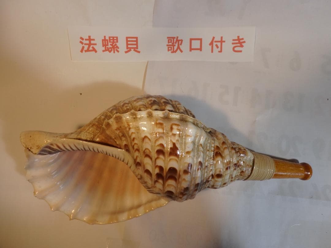 法螺貝 約40㎝ 木製歌口,新品 MH-471