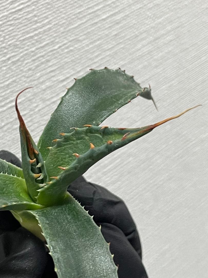 樹*様 ジェレミー産Hidden Agaveアガベ エボリスピナ×モンタナ ハイ