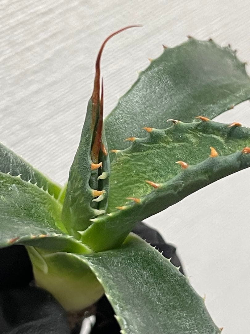 樹*様 ジェレミー産Hidden Agaveアガベ エボリスピナ×モンタナ ハイ