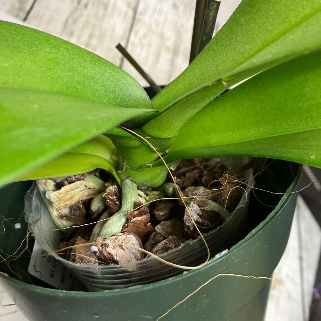 ⑤正規品　希少品種　胡蝶蘭　コチョウラン　ファレノプシス　ブルージーン　パープル