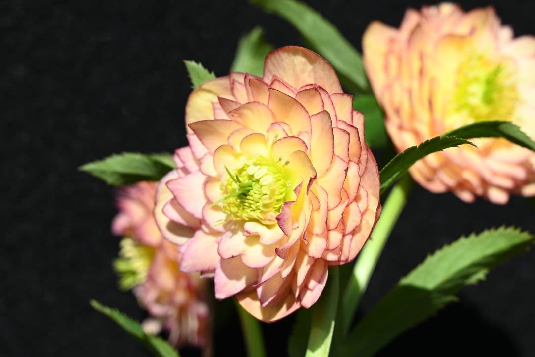 クリスマスローズ　認定グロッシーカラーアプリコットアフロディーテ　加藤農園