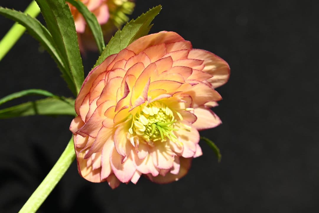 クリスマスローズ　認定グロッシーカラーアプリコットアフロディーテ　加藤農園