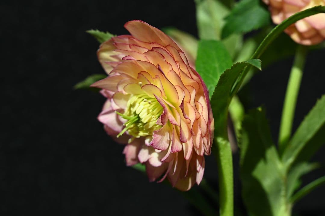 クリスマスローズ　認定グロッシーカラーアプリコットアフロディーテ　加藤農園