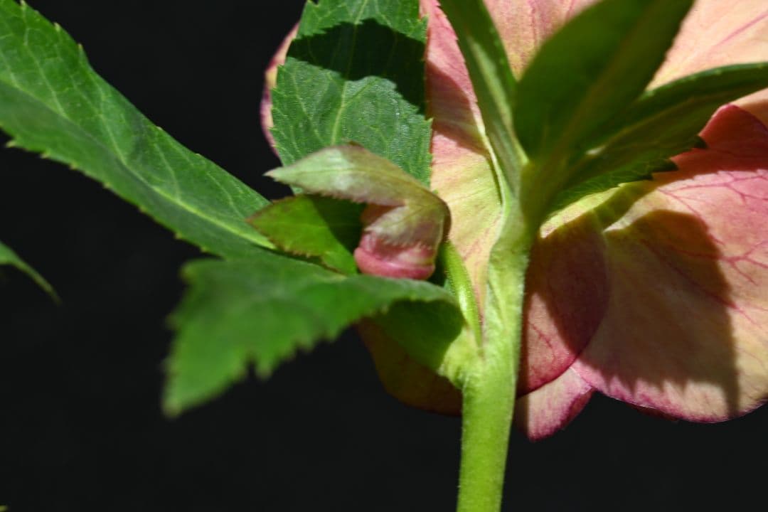 クリスマスローズ　認定グロッシーカラーアプリコットアフロディーテ　加藤農園