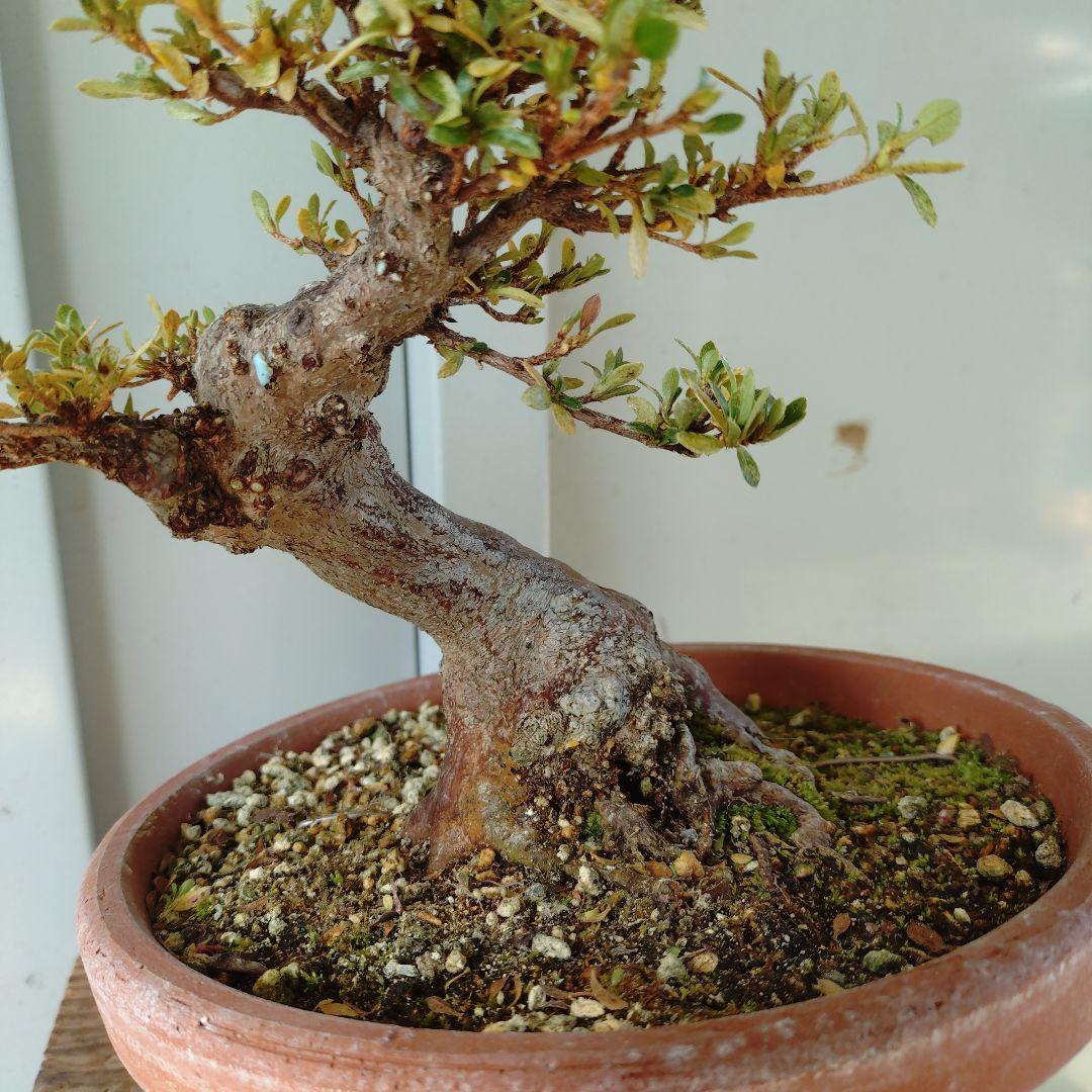 小品皐月盆栽　明美の月　高14cm