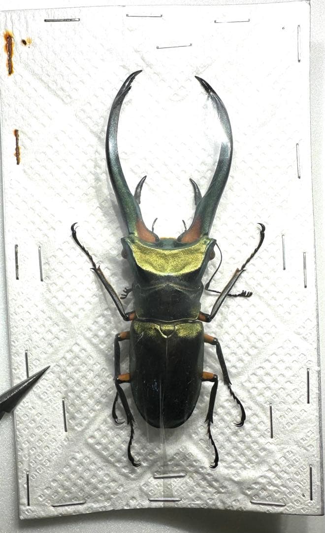 かが【標本】 まとめて