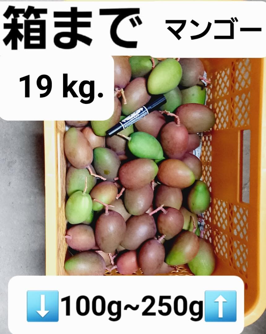 マンゴー+摘果 / 19 kg including box