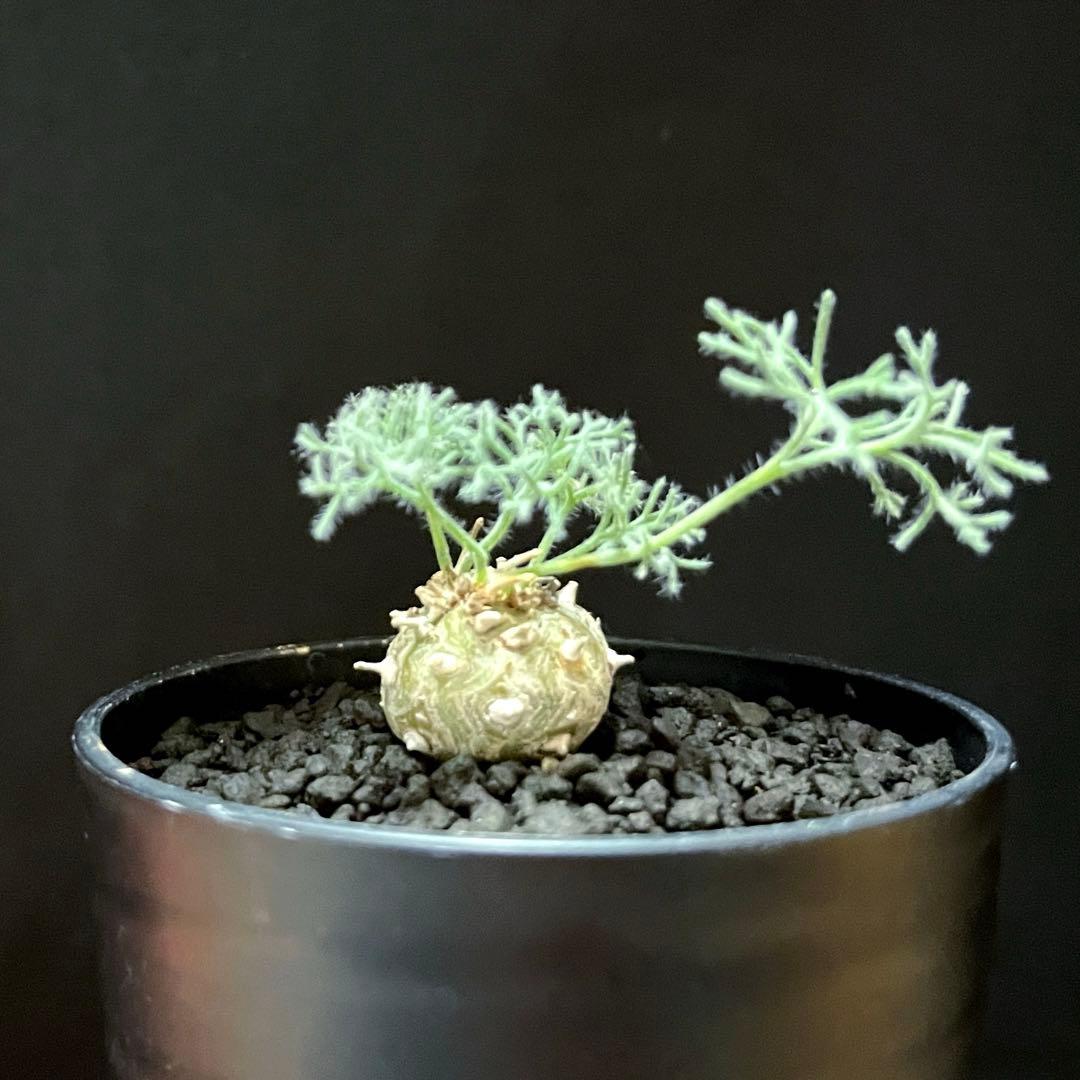 サルコカウロン ペニクリナム ユーフォルビオイデス カカリオイデス 激安セット