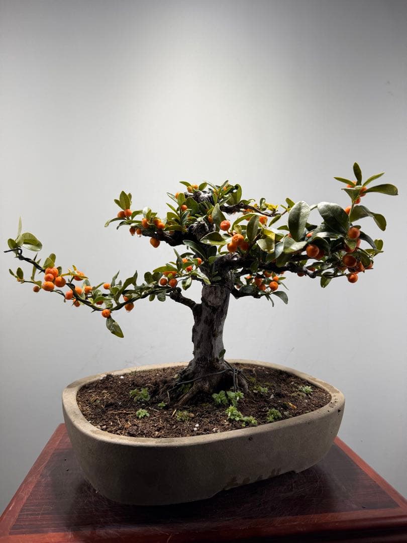 【ガチ盆栽】金豆　キンズ　激古