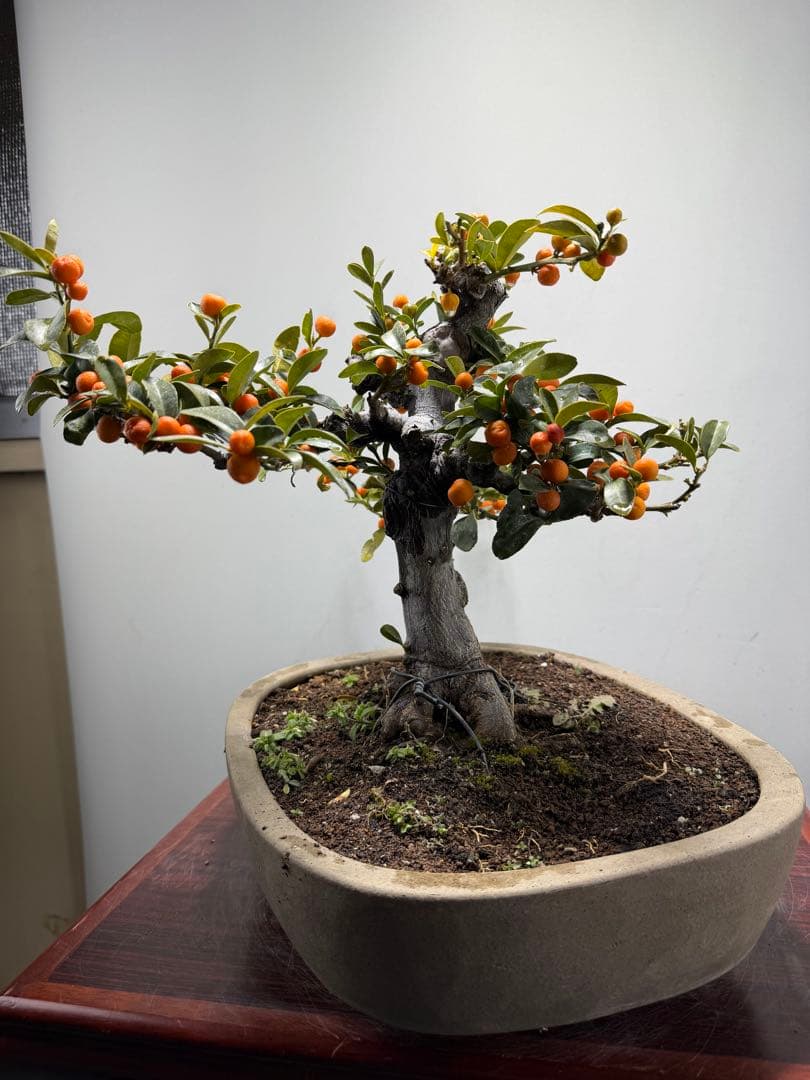 【ガチ盆栽】金豆　キンズ　激古