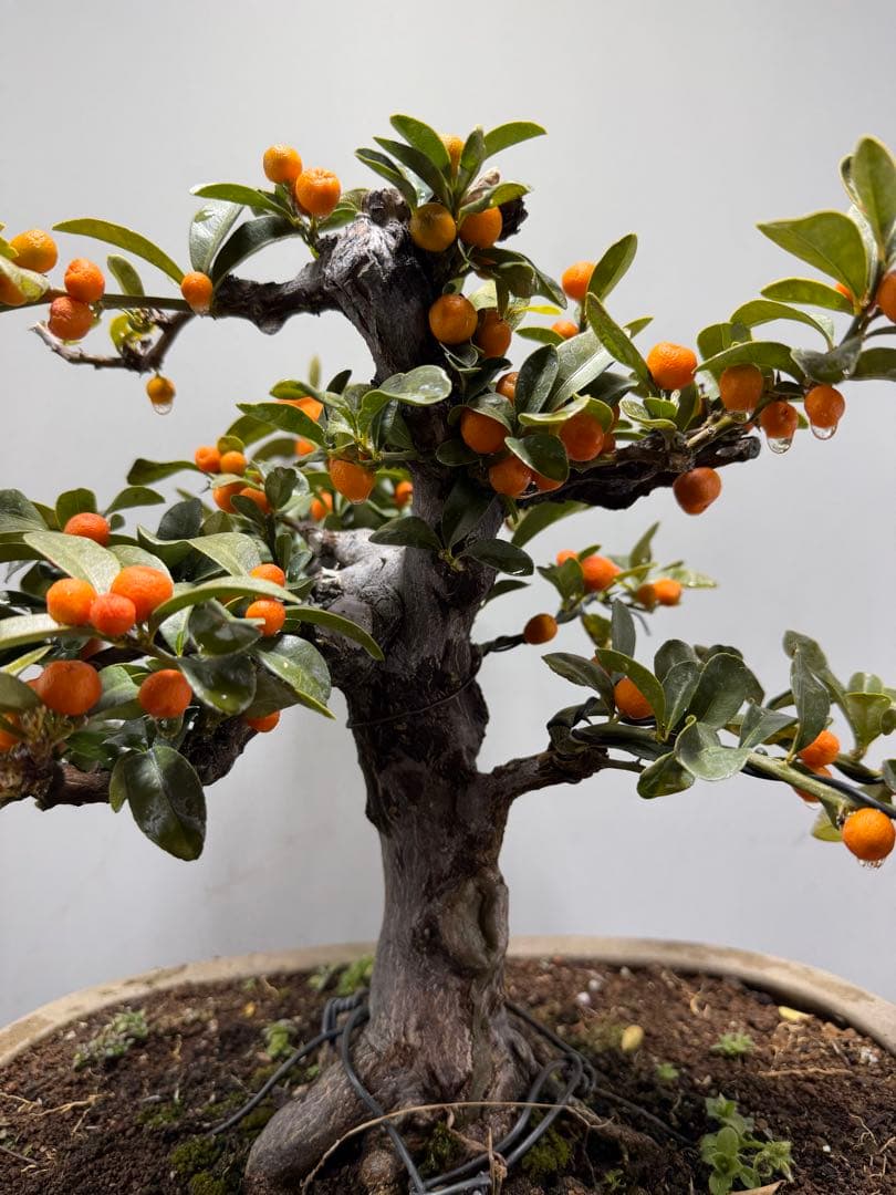 【ガチ盆栽】金豆　キンズ　激古