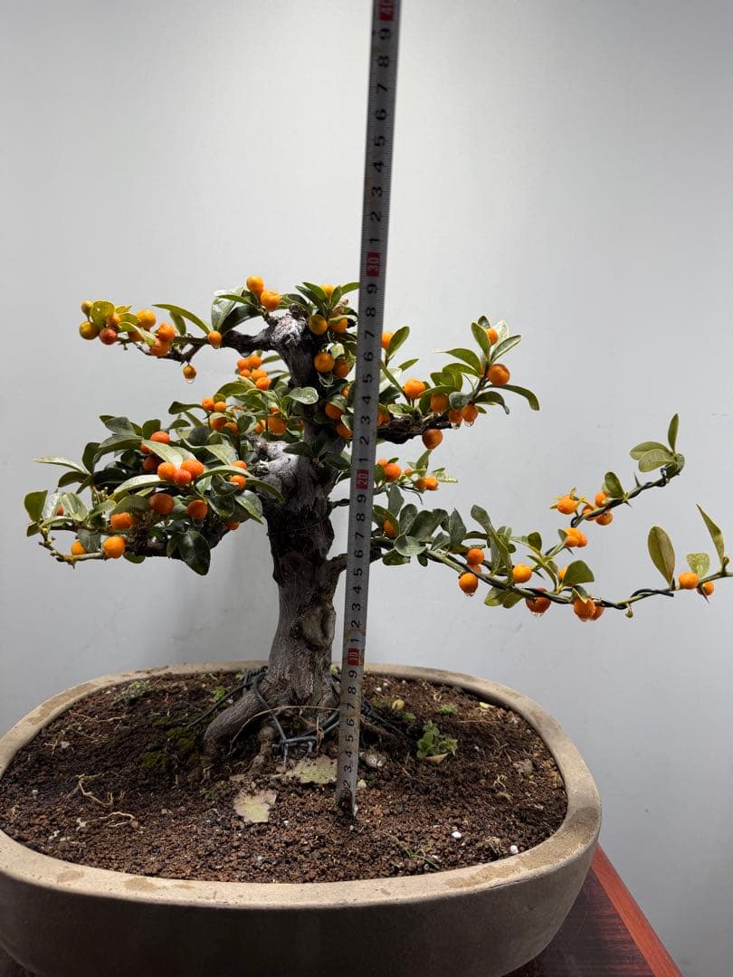 【ガチ盆栽】金豆　キンズ　激古