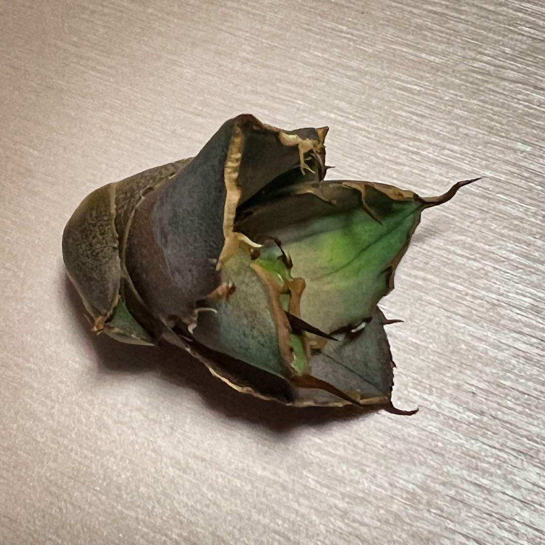 b*3様 オアハカ　子株